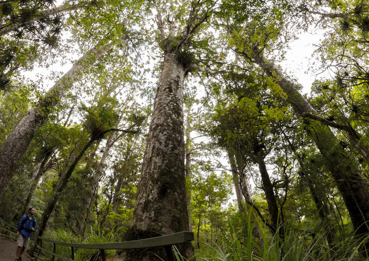 Puketi Forest (Puketi Kauri Forest)